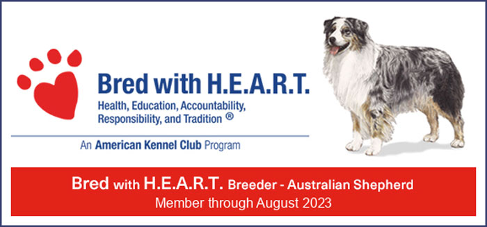 Bred with Heart AKC Australian Shepherds