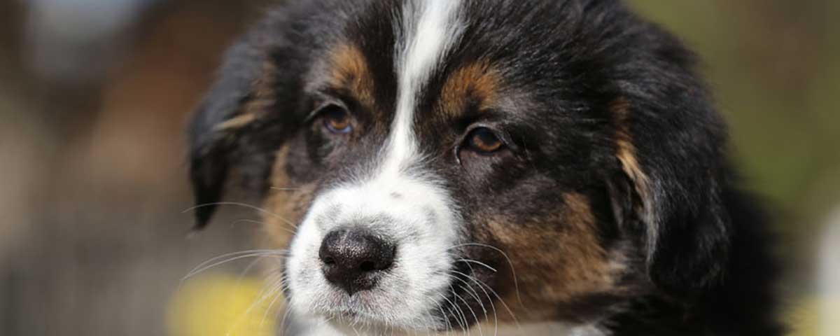 Australian Shepherd Puppies for sale in Texas by Mountain Springs Kennels