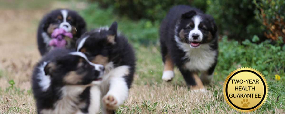 Australian Shepherd Puppies for sale in Texas by Mountain Springs Kennels