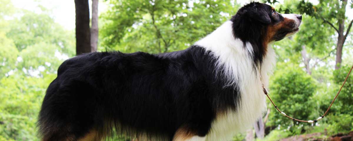 Australian Shepherd Puppies for sale in Texas by Mountain Springs Kennels