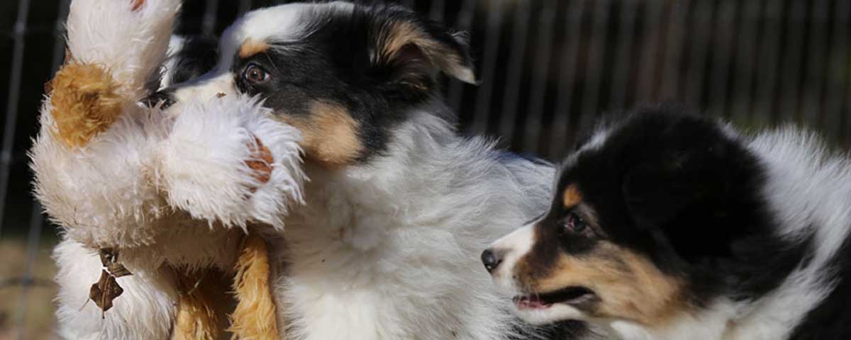 Australian Shepherd Puppies for sale in Texas by Mountain Springs Kennels