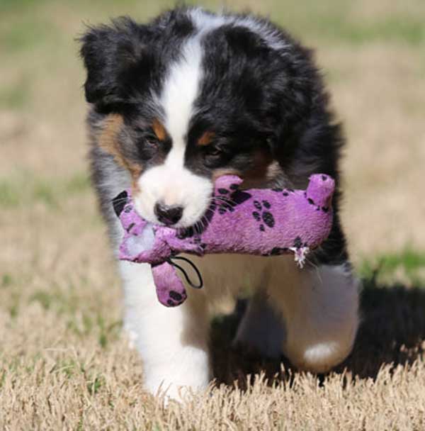 Australian Shepherd Puppy by Mountain Springs Kennels in Texas