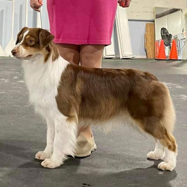 Cheyenne - AKC Miniature American Shepherd