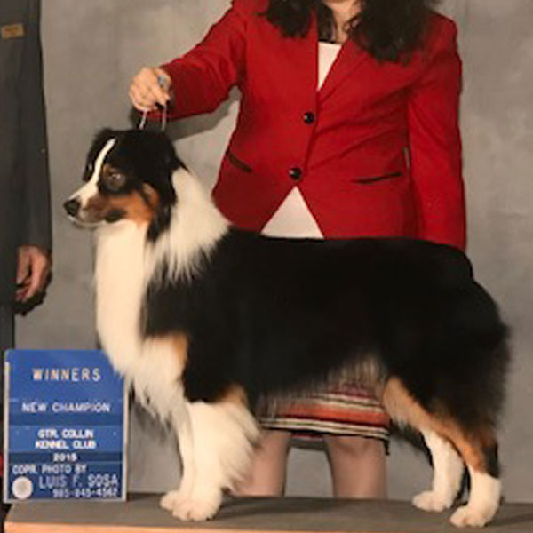 Dash - AKC Australian Shepherd