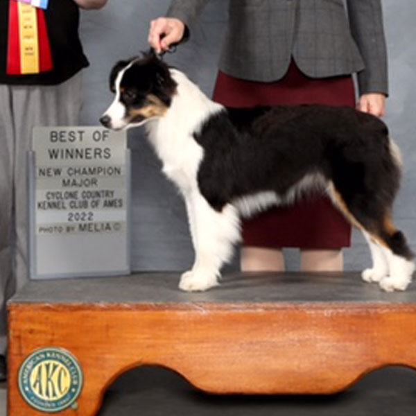 Fame - AKC Miniature American Shepherd