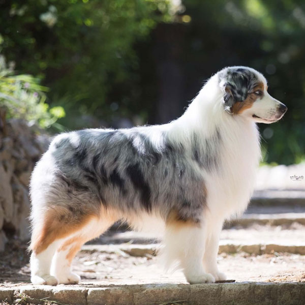 Pax - AKC Australian Shepherd