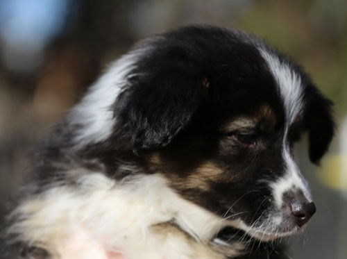 Australian Shepherd Puppies from Mountain Springs in Texas