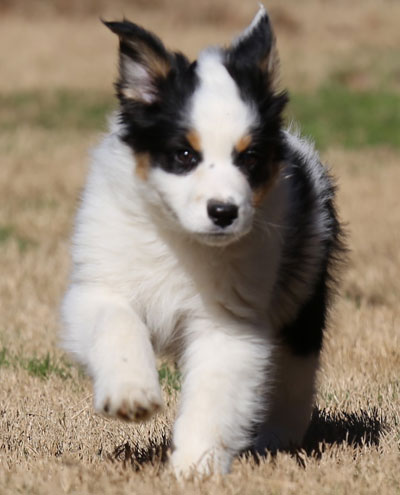 Australian Shepherd Puppy