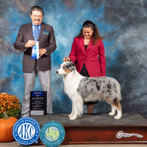 Shimmer - AKC Miniature American Shepherd