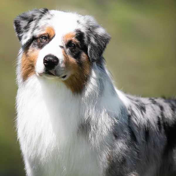 Texas - AKC Australian Shepherd